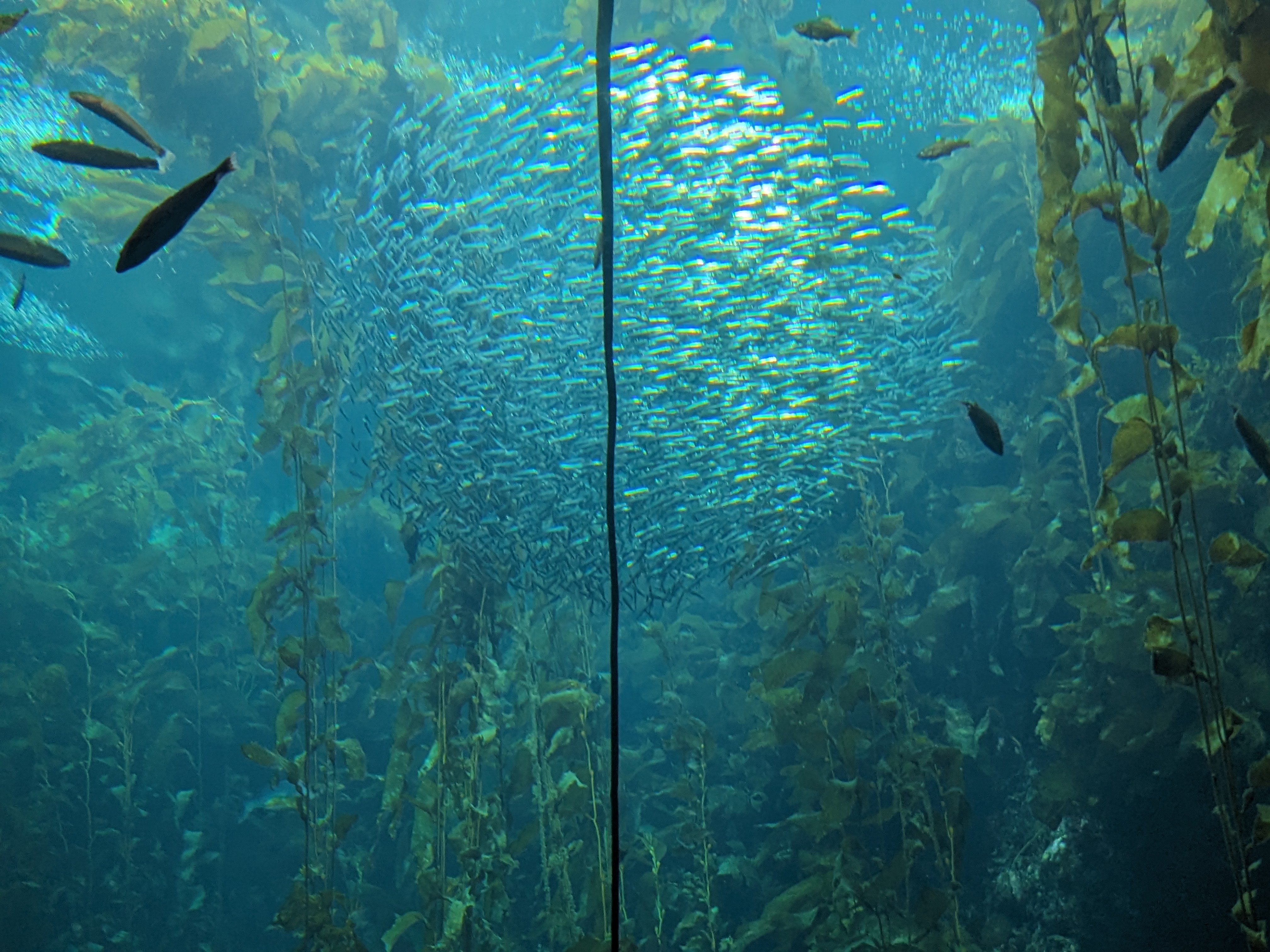 pic of a school of fish