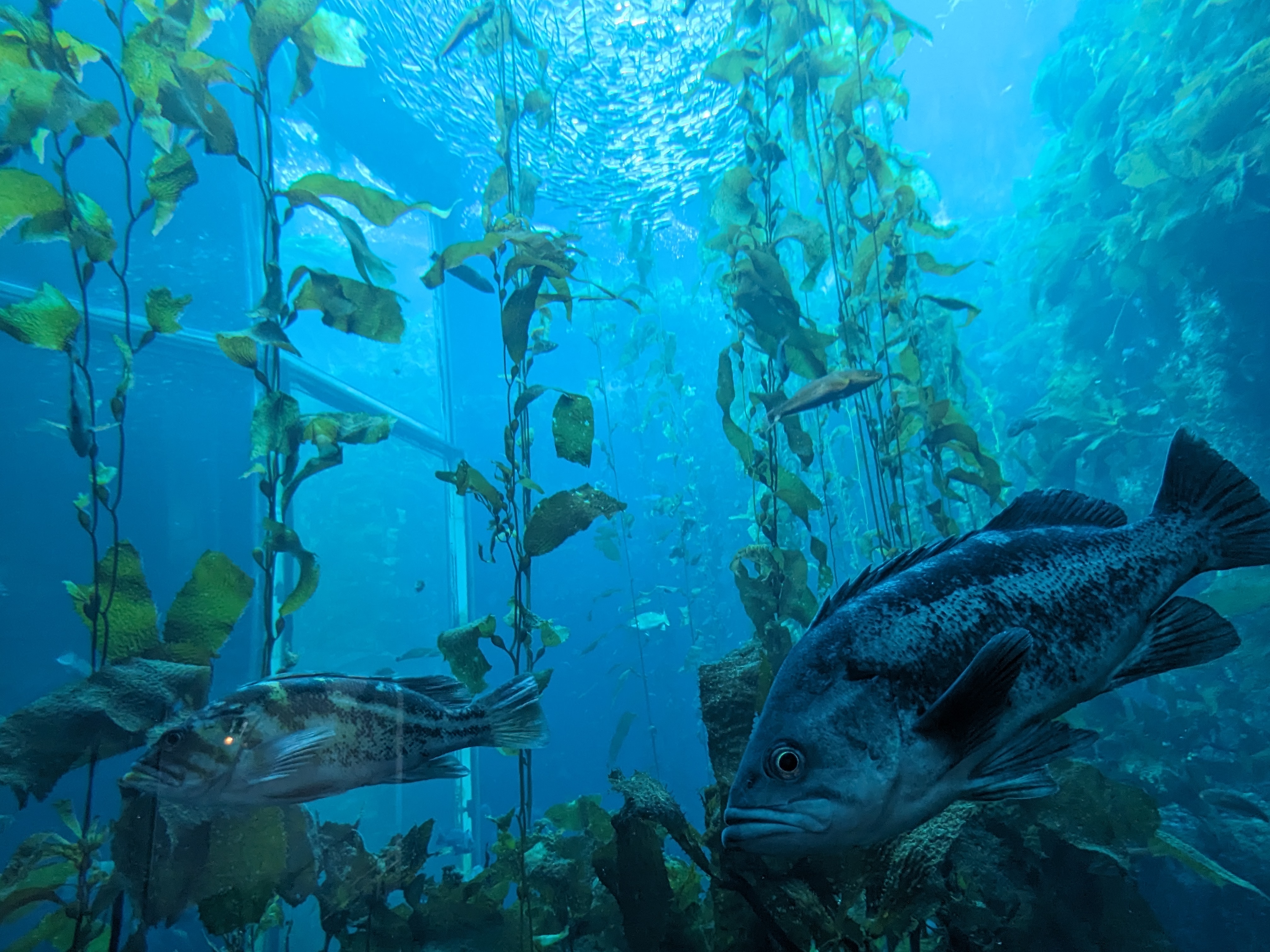 pic of two fish in a kelp forest