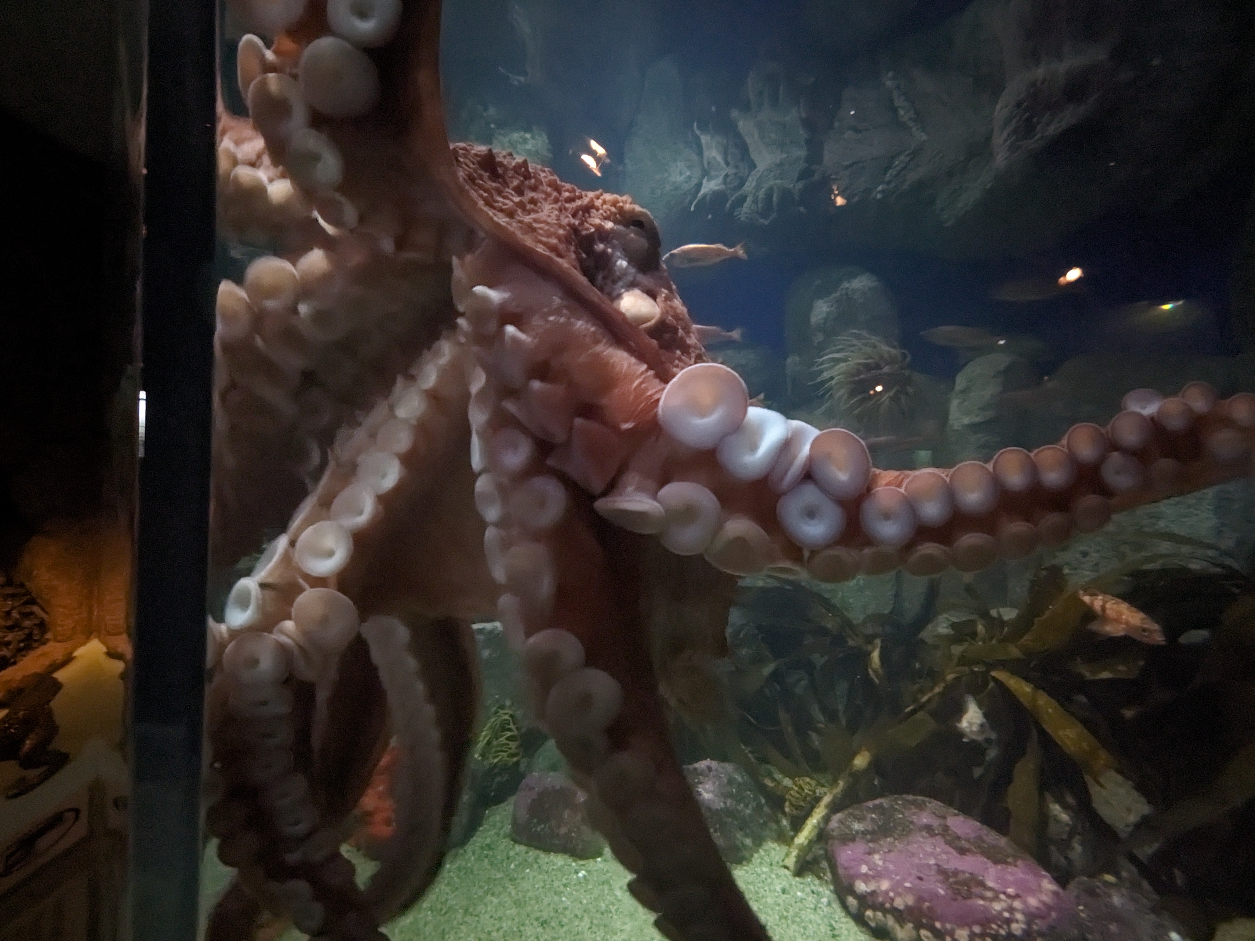 pic of an octopus